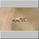 Eristalis pertinax - Gemeine Keilfleckschwebfliege m14.jpg